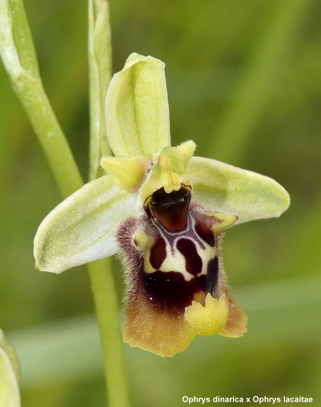 Ophrys lacaitae tra introgressioni e forme ibride  Molise 2023.